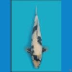 shiro omosako 40BU