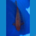 CARAMEL SQ MALE 34CM