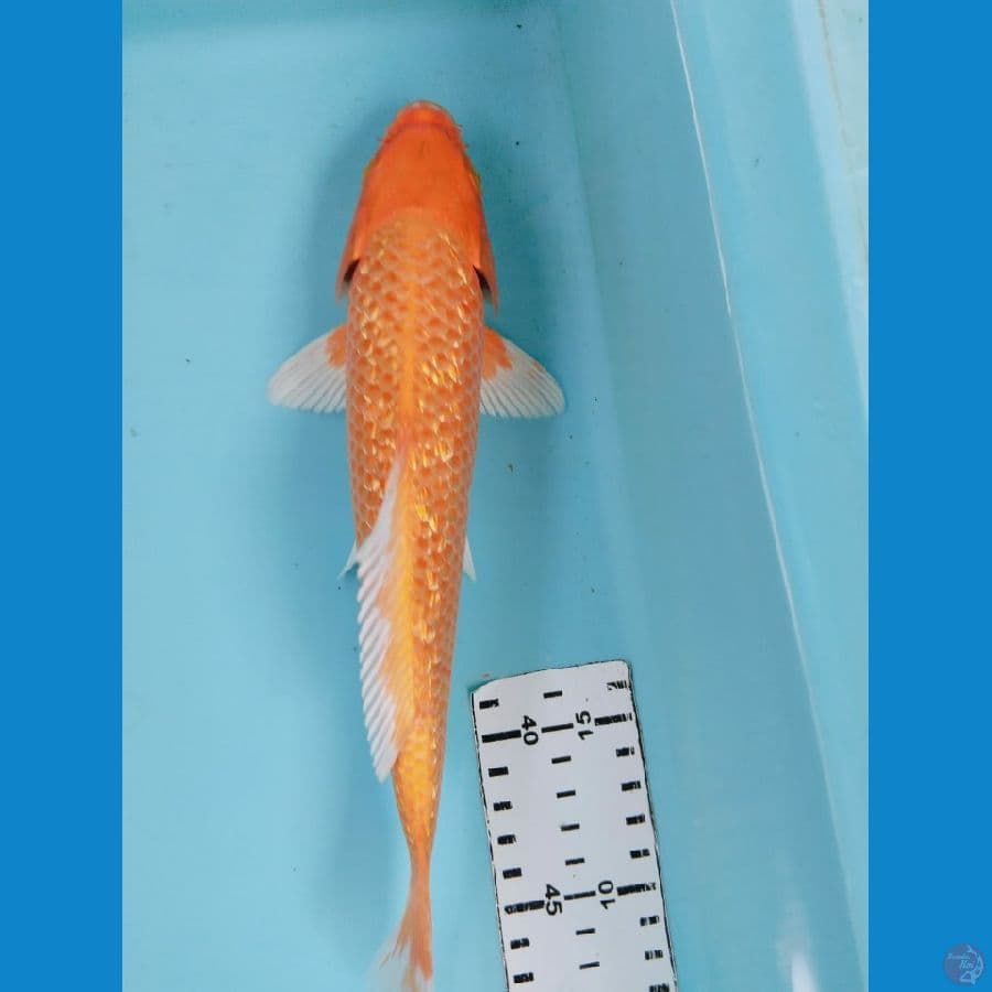 orengi 29cm