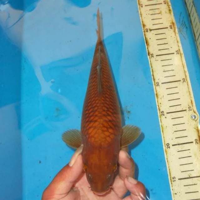 CHAGOI TEMBAGA MURNI
