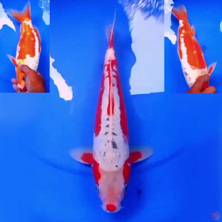 34cm KOSHUI SIMETRIS F1