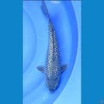 soragoi ginrin 39cm/female