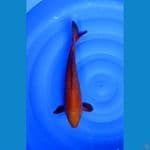 chagoi 40cm/female