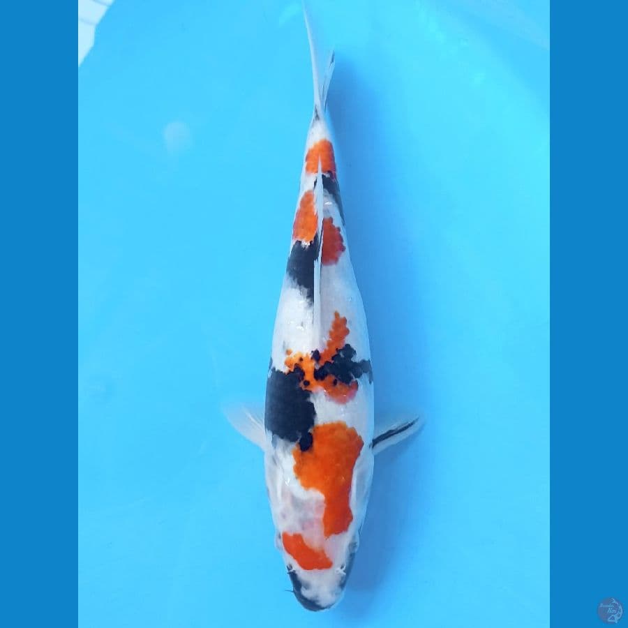Showa 27cm