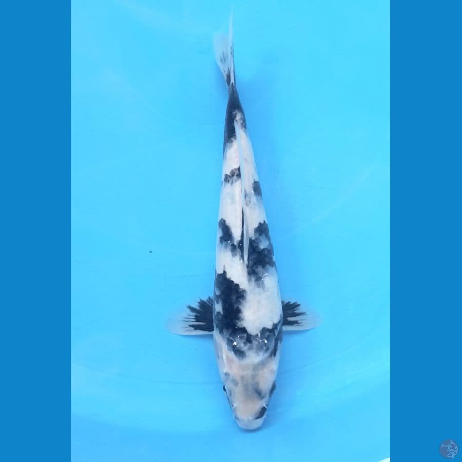 Shiro 25cm