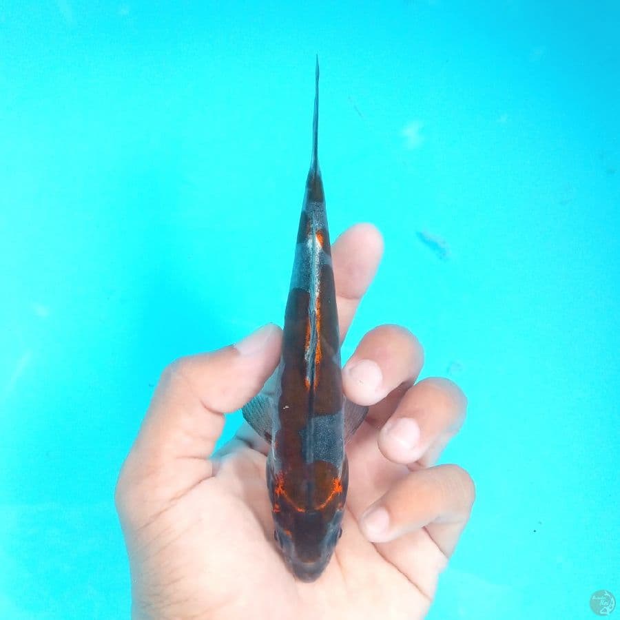 BENI KIKO PEDAS 15CM