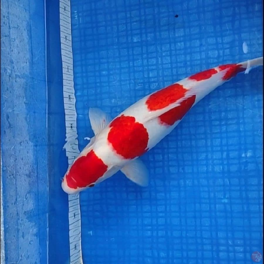 KOHAKU | 42Cm Fm ™