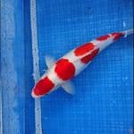 KOHAKU | 42Cm Fm ™