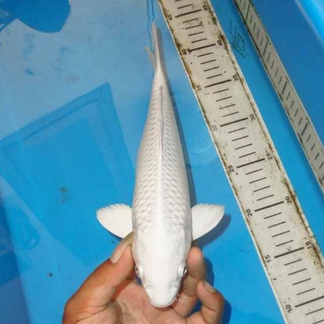 PLATINUM SNOW WHITE PROSPECT JUMBO