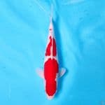 KOHAKU ORIGINAL POLA 35CM MALE