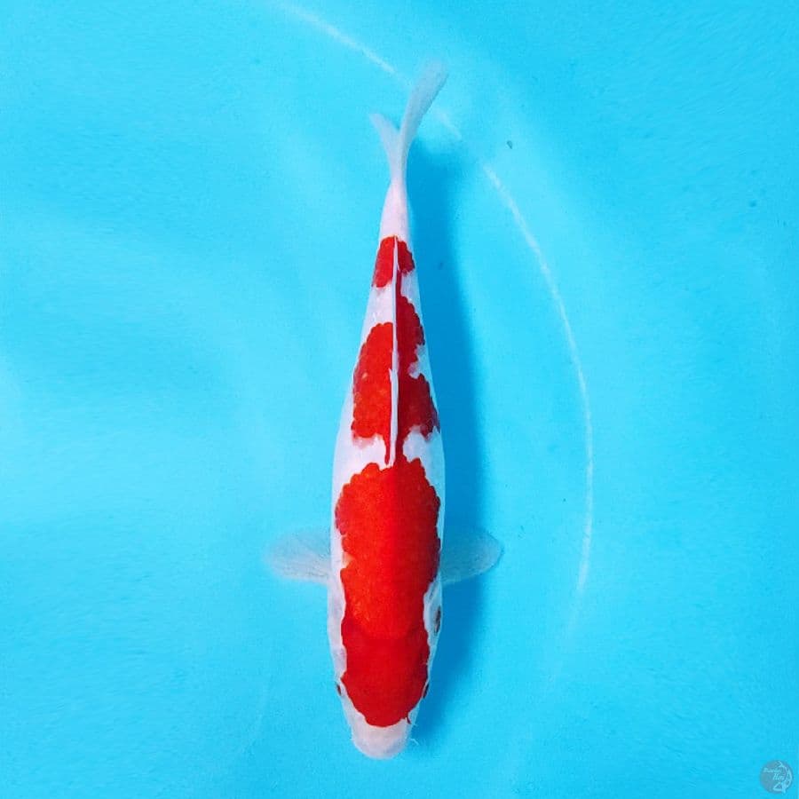 KOHAKU 3 STEP 
