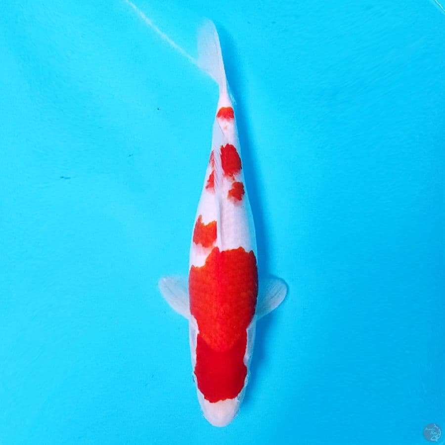KOHAKU ORIGINAL CALON INDUK TULANG BESAR 34cm FM