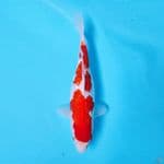 KOHAKU GINRIN ORIGINAL 28CM FM