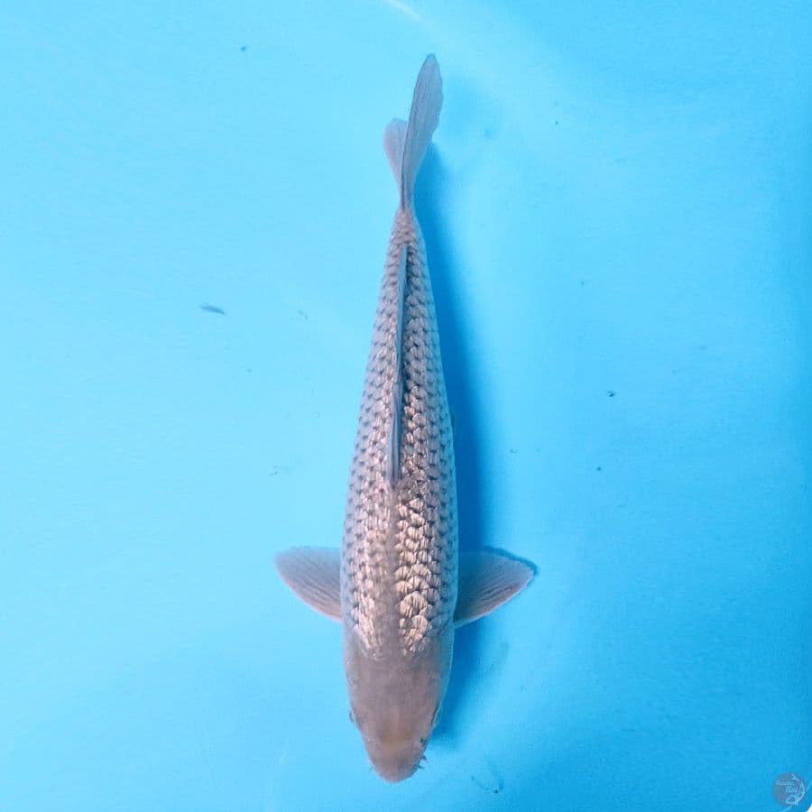 SORAGOI GINRIN MALE 37CM 