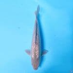SORAGOI GINRIN MALE 37CM 