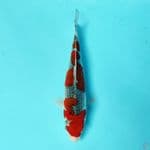 READY SHOW SQ GOSHIKI 27CM F