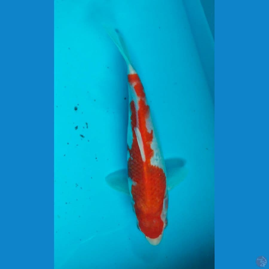 kohaku 21cm