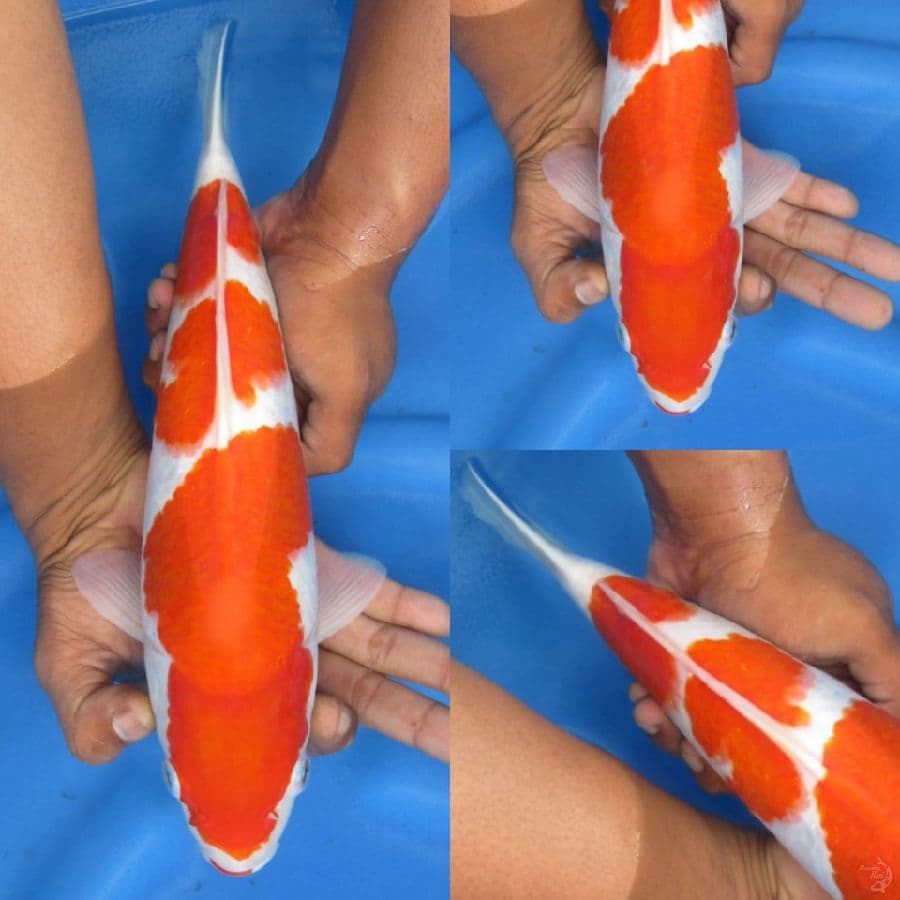 33 cm, Sandan Kohaku