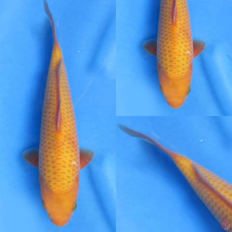 28cm, Karamel Bulky