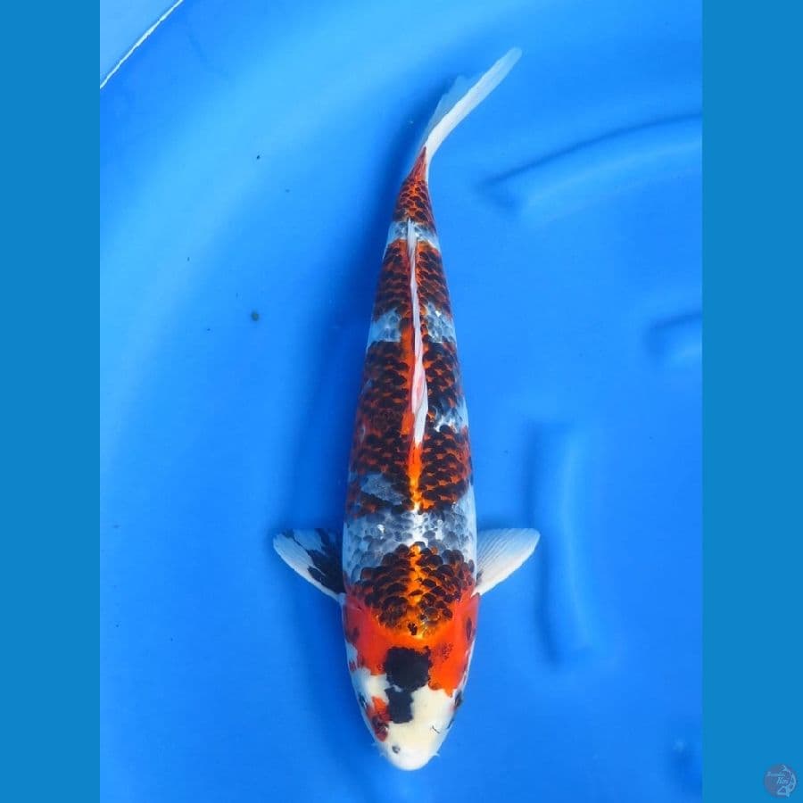 48cm - SQ Kawarimono