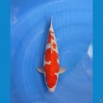 BIS - KOHAKU 