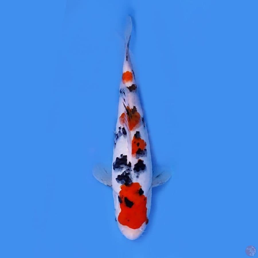 Taiso sanke -+25 cm original SQ