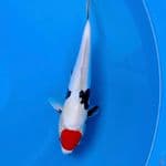 doitsu Tancho showa male 37cm