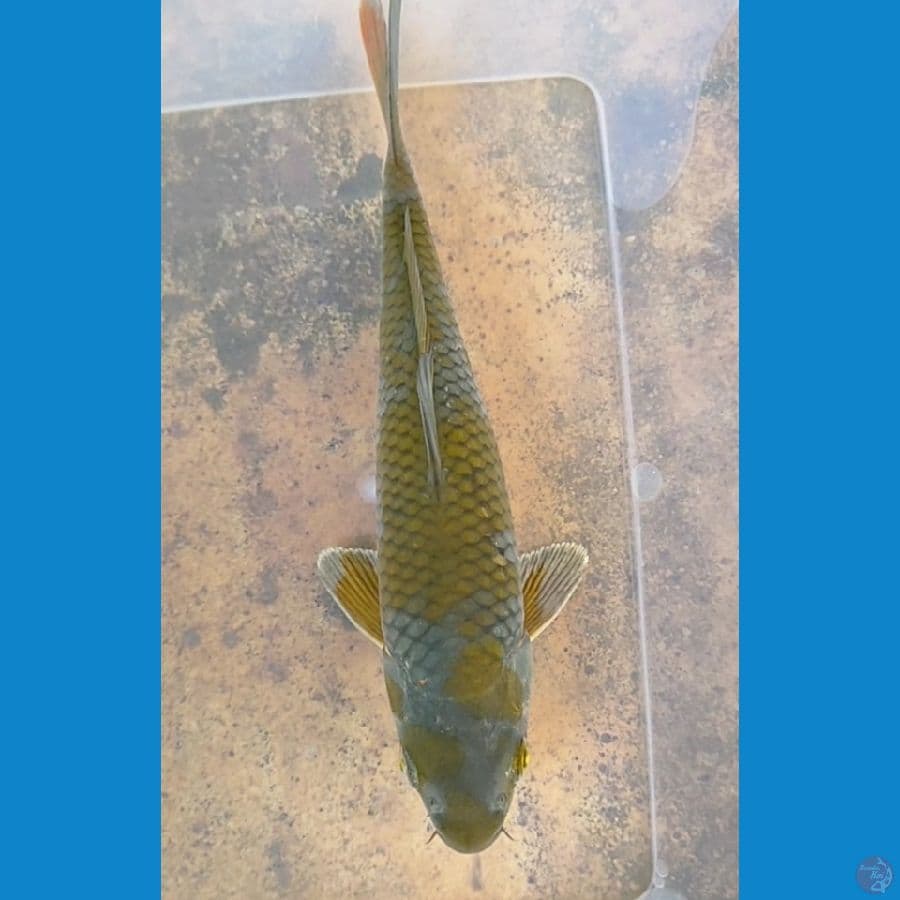 ochiba hijau botol 22 cm