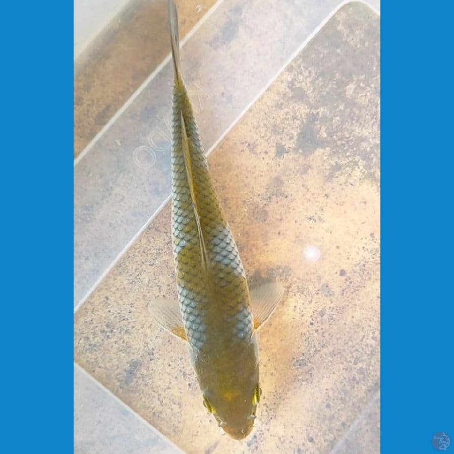 19 cm ochiba hijau botol