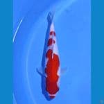 KUCIBENI KOHAKU - 29CM - MALE