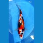 maruten showa 35cm