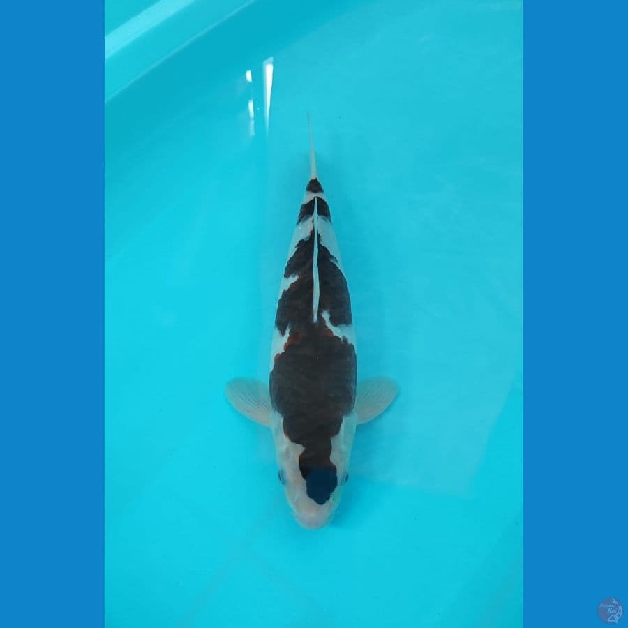 goromo 33cm/male