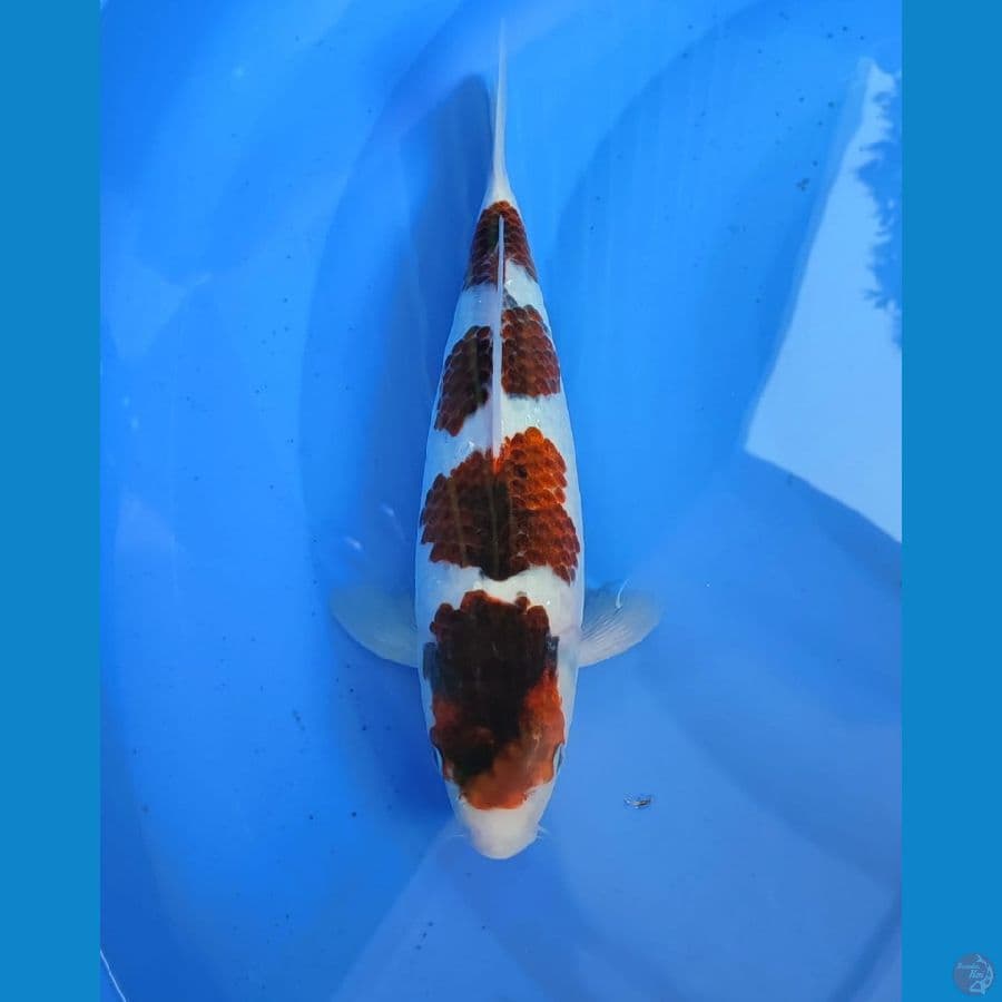 koromo 33cm/fm