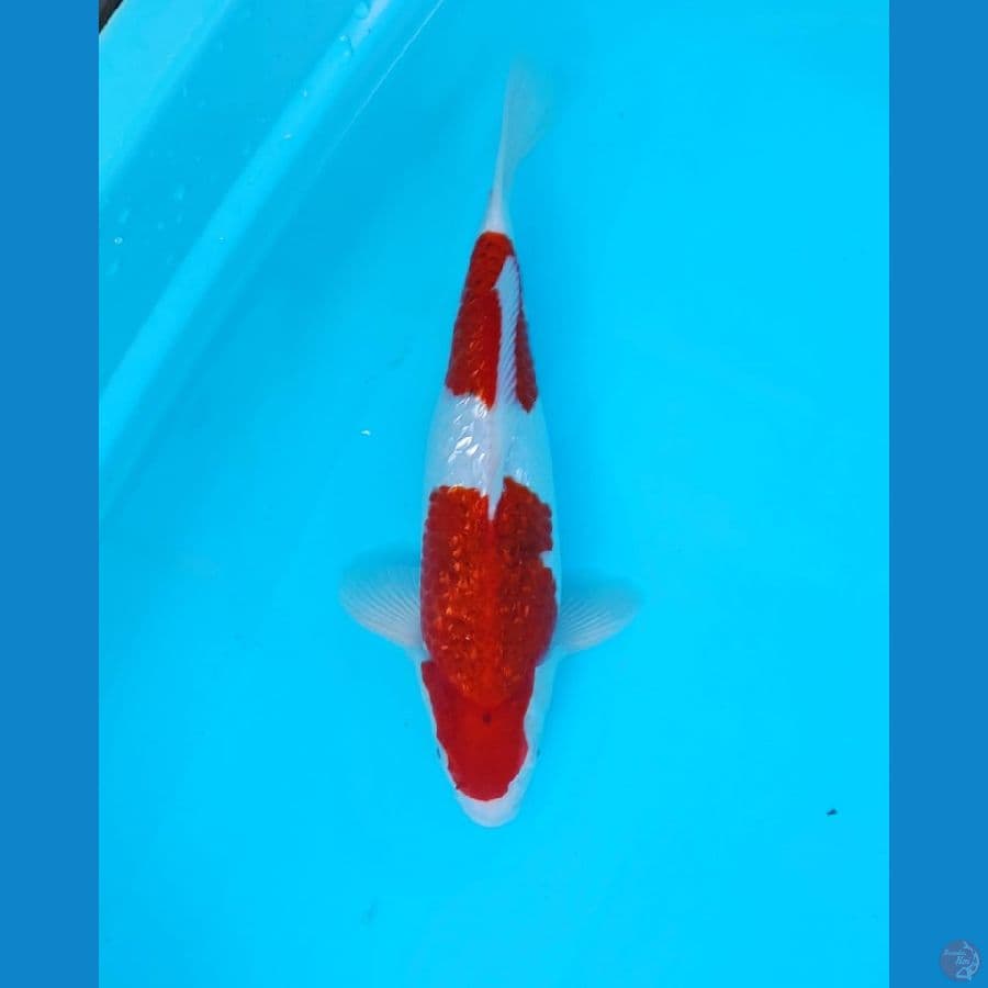 ai koromo ginrin male 35cm