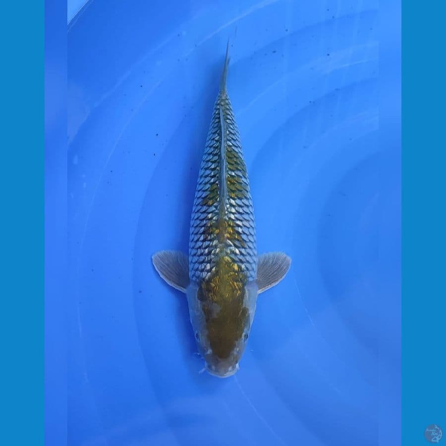 ociba ginrin male 38cm