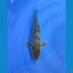 ociba ginrin male 38cm