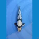 shiro male 34cm