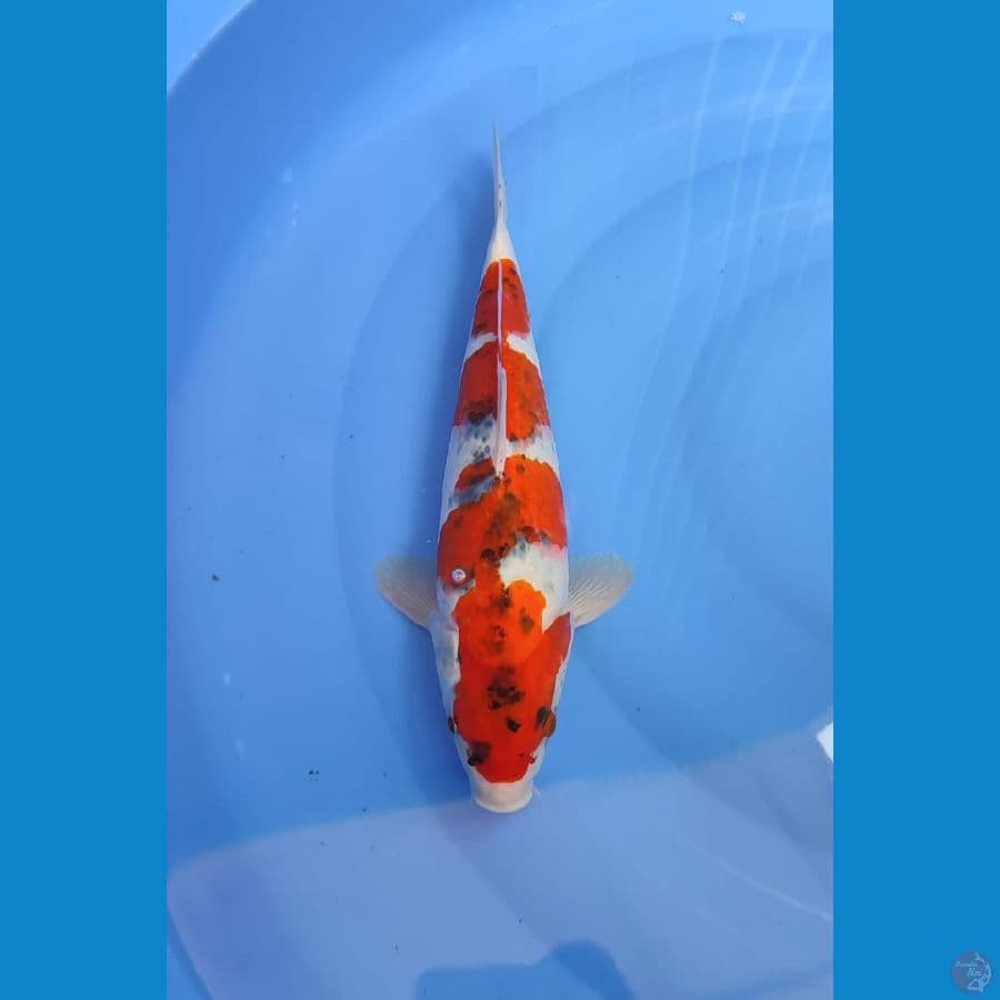 goshiki male 37cm