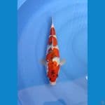 goshiki male 37cm