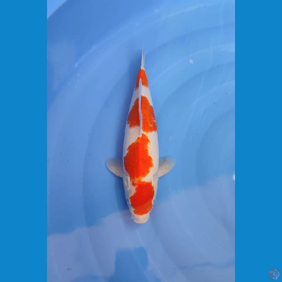 kohaku male 34cm