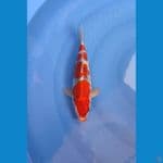 goshiki male 30cm