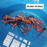 Mix 36 ekor 18 23cm