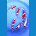paket kohaku 28-34cm (6ekor)