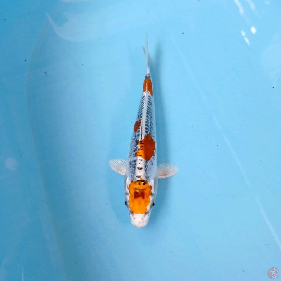 kikokuryu, 18 cm