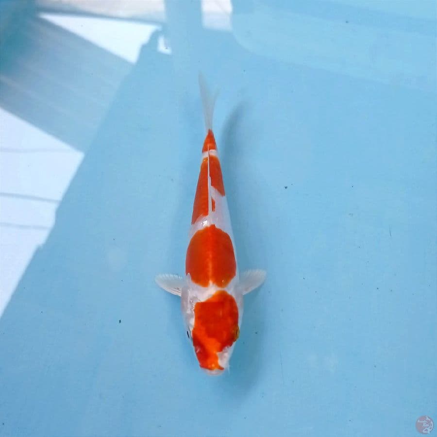 kikushui, 16 cm