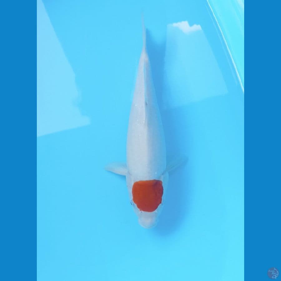 TC kohaku 30cm