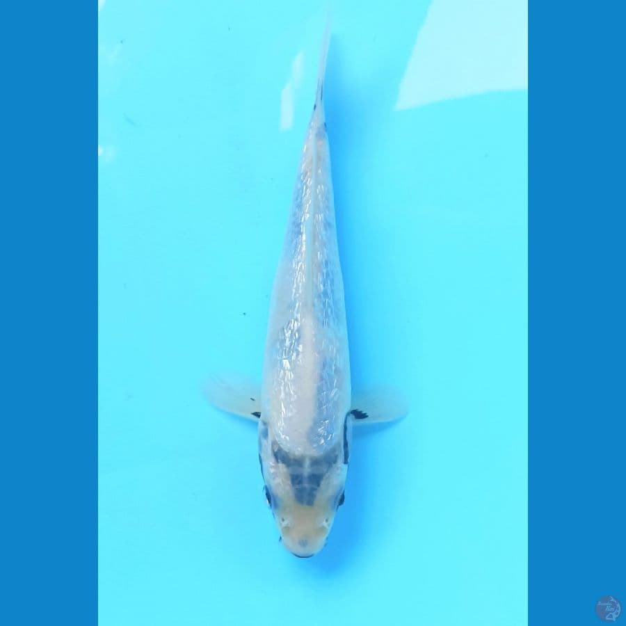 Shiro ginrin tategoi 20cm