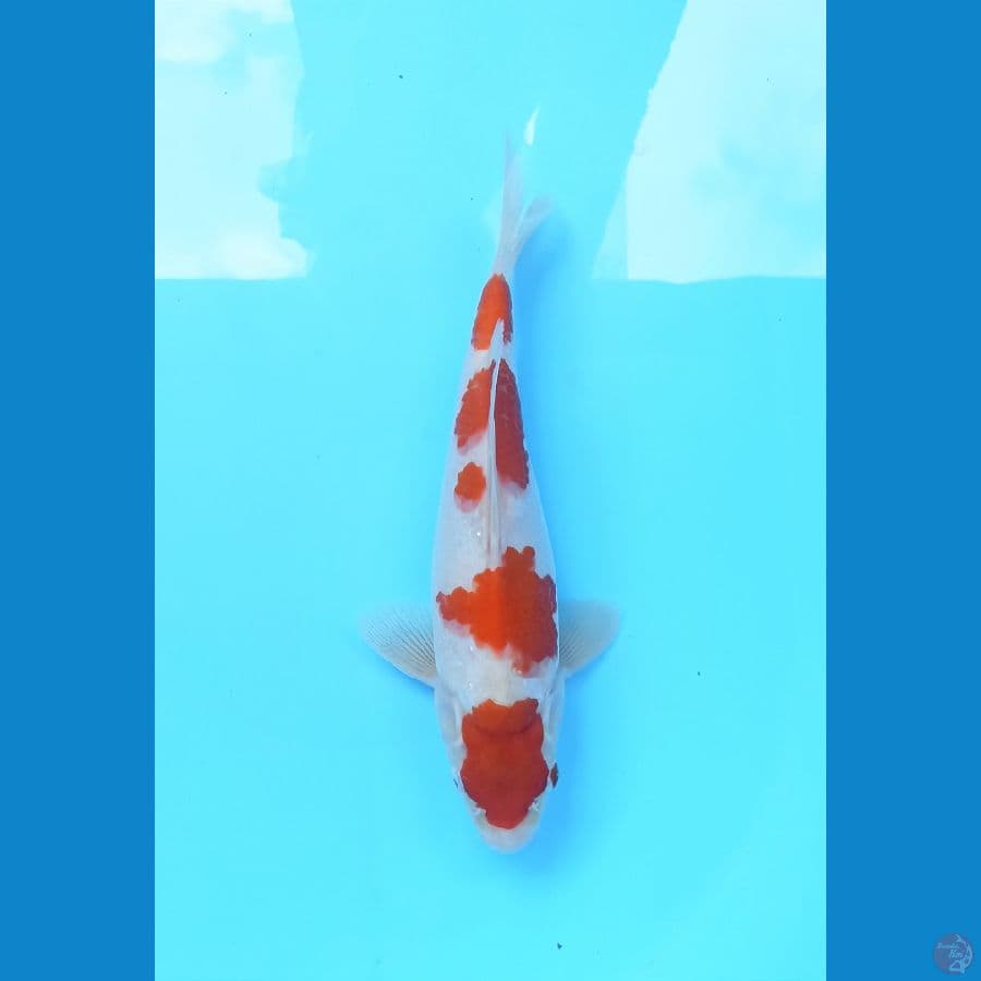 Kohaku 27cm