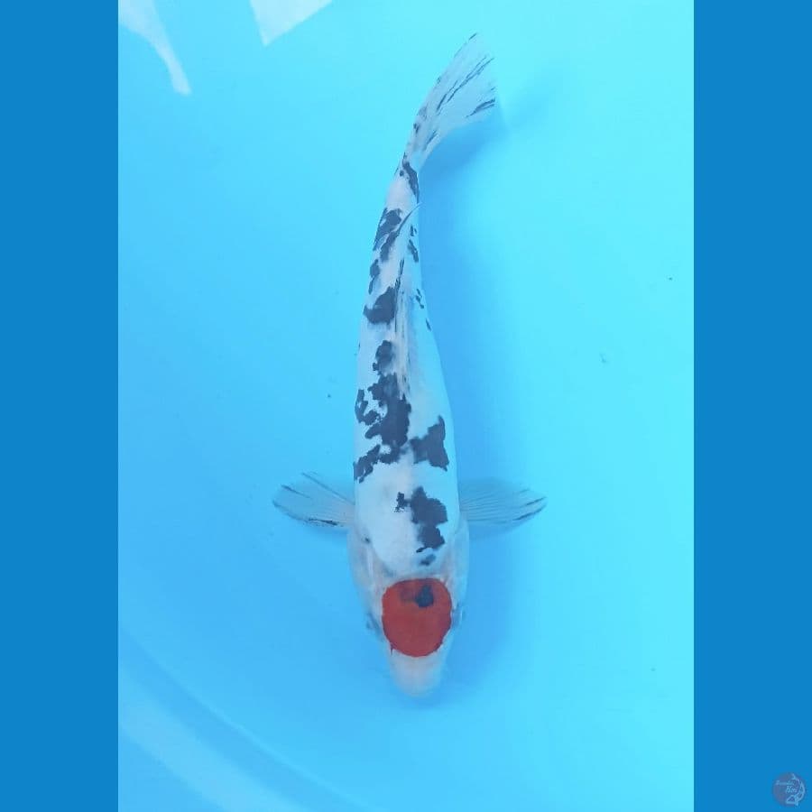 TC Sanke doit 23cm