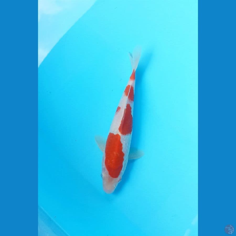 Kohaku 20cm